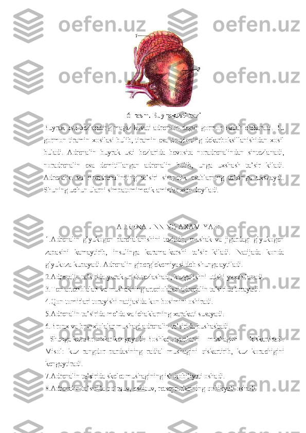 6-rasm. Buyrakusti bezi
Buyrak usti bezlarining magiz kavati adrenalin degan gormon ishlab chikaradi. Bu
gormon tiramin xosilasi  bulib, tiramin esa  tirozinning dekarboksillanishidan xosil
buladi.   Adrenalin   buyrak   usti   bezlarida   bevosita   noradrenalindan   sintezlanadi,
noradrenalin   esa   demitillangan   adrenalin   bulib,   unga   uxshash   ta’sir   kiladi.
Adrenalin   va   noradrenalinning   ta’siri   simpatik   asablarning   ta’siriga   uxshaydi.
Shuning uchun ularni simpatomimetik aminlar xam deyiladi.
ADRENALINNING AXAMIY A TI.
1. A drenalin   glyukogen   parchalanishini   tezlatib,   mushak   va   jigardagi   glyukogen
zapasini   kamaytirib,   insulinga   karama-karshi   ta’sir   kiladi.   Natijada   konda
glyukoza kupayadi. Adrenalin giperglekemiyasi deb shunga aytiladi.
2. Adrenalin ta’sirida yurak urish tezlashadi, kuzgalishni utishi yaxshilanadi.
3. Teri arteriolalari va mushakning arteriolalari adrenalin ta’sirida torayadi.
4. Qon tomirlari torayishi natijasida kon bosimini oshiradi.
5. Adrenalin ta’sirida me’da va ichaklarning xarakati susayadi.
6. Bronx va bronxiolalar mushagi adrenalin ta’sirida bushashadi. 
Shunga kura bronxlar kengayadi. Boshka organlarni  mushagini   kiskartiradi.
Misol:   kuz   rangdor   pardasining   radial   mushagini   qiskartirib,   kuz   korachigini
kengaytiradi.
7. Adrenalin ta’sirida skelet mushagining ish kobiliyati oshadi.
8. Adrenalin ta’sirida qo`rquv, eshituv, retseptorlarining qobiliyati oshadi. 