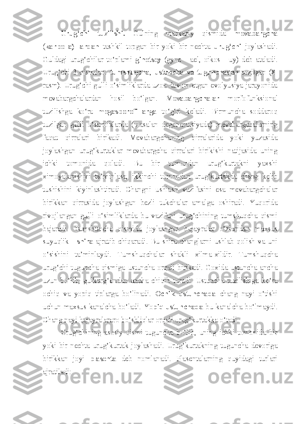 Urug‘chi   tuzilishi .   Gulning   markaziy   qismida   mevabargcha
( karpella)   lardan   tashkil   topgan   bir   yoki   bir   nechta   urug‘chi   joylashadi.
Guldagi   urug‘chilar   to‘plami   ginetsey   (gyne   -   ael,   oikos   -   uy)   deb   ataladi.
Urug‘chi   3   qismdan:   tumshuqcha ,   ustuncha   va   tugunchadan   tuzilgan   (8-
rasm). Urug‘chi gulli o‘simliklarda uzoq davom etgan evolyusiya jarayonida
mevabargchalardan   hosil   bo‘lgan.   Mevabargchalar   morfofunksional
tuzilishga   ko‘ra   megasporofillarga   to‘g‘ri   keladi.   Birmuncha   soddaroq
tuzilgan   gulli   o‘simliklarda   (masalan   degeneratsiyada)   mevabargchalarning
faqat   qirralari   birikadi.   Mevabargchaning   qirralarida   yoki   yuzasida
joylashgan   urug‘kurtaklar   mevabargcha   qirralari   birikishi   natijasida   uning
ichki   tomonida   qoladi.   Bu   bir   tomondan   urug‘kurtakni   yaxshi
ximoyalanishini   ta’minlasa,   ikkinchi   tomondan   urug‘kurtakda   chang   kelib
tushishini   kiyinlashtiradi.   Changni   ushlash   vazifasini   esa   mevabargchalar
birikkan   qirrasida   joylashgan   bezli   tukchalar   amalga   oshiradi.   Yuqorida
rivojlangan   gulli   o‘simliklarda   bu   vazifani   urug‘chining   tumshuqcha   qismi
bajaradi.   Tumshuqcha   qismida   joylashgan   hujayralar   o‘zlaridan   maxsus
suyuqlik   -   shira   ajratib   chiqaradi.   Bu   shira   changlarni   ushlab   qolish   va   uni
o‘sishini   ta’minlaydi.   Tumshuqchalar   shakli   xilma-xildir.   Tumshuqcha
urug‘chi   tuguncha   qismiga   ustuncha   orqali   birikadi.   Goxida   ustuncha   ancha
uzun   bo‘lib,   gulkurg‘ondan   ancha   chiqib   turadi.   Ustuncha   tuzilishiga   ko‘ra
ochiq   va   yopiq   tiplarga   bo‘linadi.   Ochik   ustunchada   chang   nayi   o‘tishi
uchun maxsus kanalcha bo‘ladi. Yo piq ustunchada   bu kanalcha bo‘lmaydi.
Chang nayi hujayralararo bo‘shliqlar orqali urug‘kurtakka o‘tadi. 
Urug‘chining   asosiy   qismi   tuguncha   bo‘lib,   uning   ichki   tomonida   bir
yoki   bir   nechta   urug‘kurtak   joylashadi.   Urug‘kurtakning   tuguncha   devoriga
birikkan   joyi   plasenta   deb   nomlanadi.   Plasentalarning   quyidagi   turlari
ajratiladi:  