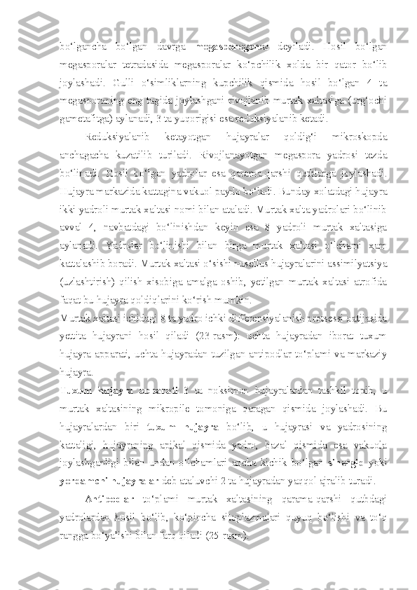 bo‘lgancha   bo‘lgan   davrga   megasporogenez   deyiladi.   Hosil   bo‘lgan
megasporalar   tetradasida   megasporalar   ko‘pchilik   xolda   bir   qator   bo‘lib
joylashadi.   Gulli   o‘simliklarning   kupchilik   qismida   hosil   bo‘lgan   4   ta
megasporaning   eng   tagida   joylashgani   rivojlanib   murtak   xaltasiga   (urg‘ochi
gametafitga) aylanadi, 3 ta yuqorigisi esa reduksiyalanib ketadi. 
Reduksiyalanib   ketayotgan   hujayralar   qoldig‘i   mikroskopda
anchagacha   kuzatilib   turiladi.   Rivojlanayotgan   megaspora   yadrosi   tezda
bo‘linadi.   Hosil   bo‘lgan   yadrolar   esa   qarama-qarshi   qutblarga   joylashadi.
Hujayra markazida kattagina vakuol paydo bo‘ladi. Bunday xolatdagi hujayra
ikki yadroli murtak xaltasi nomi bilan ataladi. Murtak xalta yadrolari bo‘linib
avval   4,   navbatdagi   bo‘linishdan   keyin   esa   8   yadroli   murtak   xaltasiga
aylanadi.   Yadrolar   bo‘linishi   bilan   birga   murtak   xaltasi   o‘lchami   xam
kattalashib boradi. Murtak xaltasi o‘sishi nusellus hujayralarini assimilyatsiya
(uzlashtirish)   qilish   xisobiga   amalga   oshib,   yetilgan   murtak   xaltasi   atrofida
faqat bu hujayra qoldiqlarini ko‘rish mumkin. 
Murtak xaltasi ichidagi 8 ta yadro ichki differensiyalanish protsessi natijasida
yettita   hujayrani   hosil   qiladi   (23-rasm):   uchta   hujayradan   iborat   tuxum
hujayra apparati, uchta hujayradan tuzilgan antipodlar to‘plami va markaziy
hujayra. 
Tuxum   hujayra   apparati   3   ta   noksimon   hujayralardan   tashkil   topib,   u
murtak   xaltasining   mikropile   tomoniga   qaragan   qismida   joylashadi.   Bu
hujayralardan   biri   tuxum   hujayra   bo‘lib,   u   hujayrasi   va   yadrosining
kattaligi,   hujayraning   apikal   qismida   yadro,   bazal   qismida   esa   vakuola
joylashganligi   bilan   undan   o‘lchamlari   ancha   kichik   bo‘lgan   sinergid   yoki
yordamchi hujayralar  deb ataluvchi 2 ta hujayradan yaqqol ajralib turadi. 
Antipodlar   to‘plami   murtak   xaltasining   qarama-qarshi   qutbdagi
yadrolardan   hosil   bo‘lib,   ko‘pincha   sitoplazmalari   quyuq   bo‘lishi   va   to‘q
rangga bo‘yalishi bilan farq qiladi (25-rasm).  