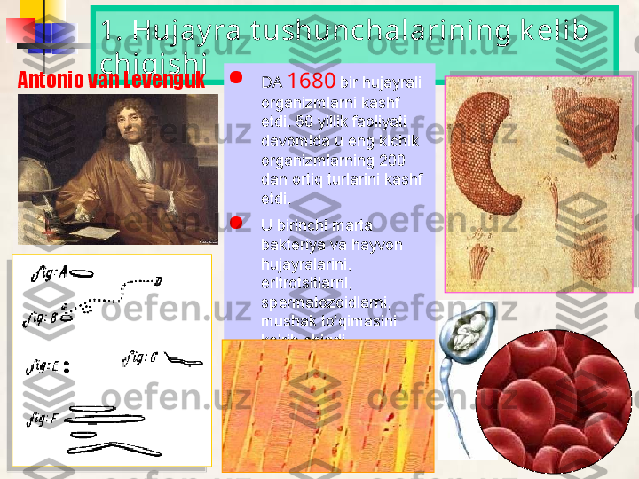 1. Hujay ra t ushunchalarining k elib 
chiqishi
Antonio van Levenguk 
DA   1680   bir hujayrali 
organizmlarni kashf 
etdi. 50 yillik faoliyati 
davomida u eng kichik 
organizmlarning 200 
dan ortiq turlarini kashf 
etdi.

U birinchi marta 
bakteriya va hayvon 
hujayralarini, 
eritrotsitlarni, 
spermatozoidlarni, 
mushak to'qimasini 
ko'rib chiqdi    