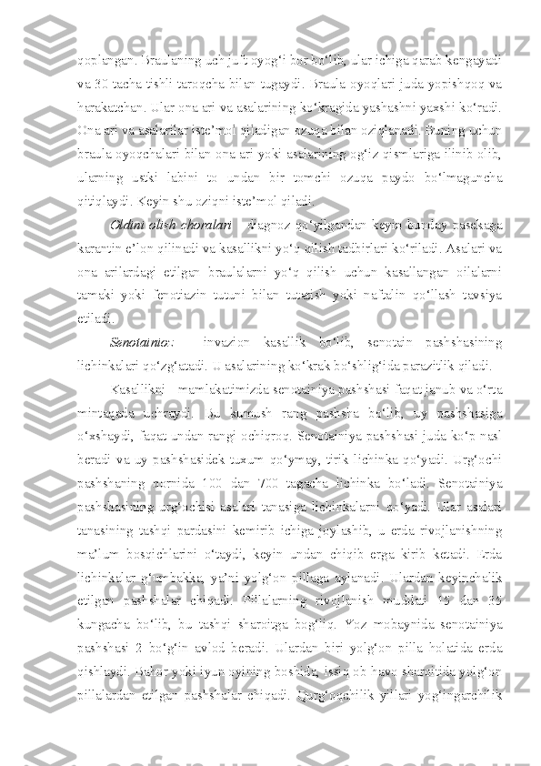 qoplangan. Braulaning uch juft oyog‘i bor bo‘lib, ular ichiga qarab kengayadi
va 30 tacha tishli taroqcha bilan tugaydi. Braula oyoqlari juda yopishqoq va
harakatchan. Ular ona ari va asalarining ko‘kragida yashashni yaxshi ko‘radi.
Ona ari va asalarilar iste’mol qiladigan ozuqa bilan oziqlanadi. Buning uchun
braula oyoqchalari bilan ona ari yoki asalarining og‘iz qismlariga ilinib olib,
ularning   ustki   labini   to   undan   bir   tomchi   ozuqa   paydo   bo‘lmaguncha
qitiqlaydi. Keyin shu oziqni iste’mol qiladi.
Oldini   olish   choralari   -   diagnoz   qo‘yilgandan   keyin   bunday   pasekaga
karantin e’lon qilinadi va kasallikni yo‘q qilish tadbirlari ko‘riladi. Asalari va
ona   arilardagi   etilgan   braulalarni   yo‘q   qilish   uchun   kasallangan   oilalarni
tamaki   yoki   fenotiazin   tutuni   bilan   tutatish   yoki   naftalin   qo‘llash   tavsiya
etiladi.
Senotainioz   -   invazion   kasallik   bo‘lib,   senotain   pashshasining
lichinkalari qo‘zg‘atadi. U asalarining ko‘krak bo‘shlig‘ida parazitlik qiladi.
Kasallikni  -  mamlakatimizda senotainiya pashshasi faqat janub va o‘rta
mintaqada   uchraydi.   Bu   kumush   rang   pashsha   bo‘lib,   uy   pashshasiga
o‘xshaydi, faqat undan rangi ochiqroq. Senotainiya pashshasi juda ko‘p nasl
beradi   va   uy   pashshasidek   tuxum   qo‘ymay,   tirik   lichinka   qo‘yadi.   Urg‘ochi
pashshaning   qornida   100   dan   700   tagacha   lichinka   bo‘ladi.   Senotainiya
pashshasining   urg‘ochisi   asalari   tanasiga   lichinkalarni   qo‘yadi.   Ular   asalari
tanasining   tashqi   pardasini   kemirib   ichiga   joylashib,   u   erda   rivojlanishning
ma’lum   bosqichlarini   o‘taydi,   keyin   undan   chiqib   erga   kirib   ketadi.   Erda
lichinkalar   g‘umbakka,   ya’ni   yolg‘on   pillaga   aylanadi.   Ulardan   keyinchalik
etilgan   pashshalar   chiqadi.   Pillalarning   rivojlanish   muddati   15   dan   35
kungacha   bo‘lib,   bu   tashqi   sharoitga   bog‘liq.   Y o z   mobaynida   senotainiya
pashshasi   2   bo‘g‘in   avlod   beradi.   Ulardan   biri   yolg‘on   pilla   holatida   erda
qishlaydi. Bahor yoki iyun oyining boshida, issiq ob-havo sharoitida yolg‘on
pillalardan   etilgan   pashshalar   chiqadi.   Qurg‘oqchilik   yillari   yog‘ingarchilik 