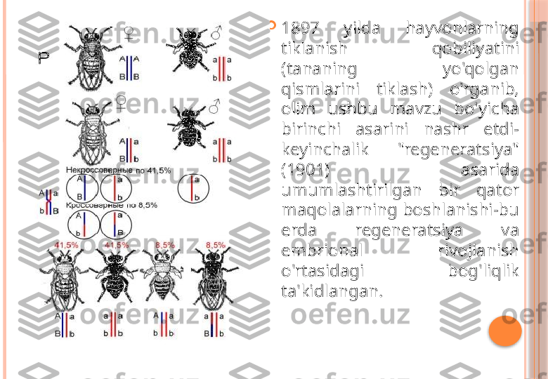 
1897  yilda  hayvonlarning 
tiklanish  qobiliyatini 
(tananing  yo'qolgan 
qismlarini  tiklash)  o'rganib, 
olim  ushbu  mavzu  bo'yicha 
birinchi  asarini  nashr  etdi-
keyinchalik  "regeneratsiya" 
(1901)  asarida 
umumlashtirilgan  bir  qator 
maqolalarning boshlanishi-bu 
erda  regeneratsiya  va 
embrional  rivojlanish 
o'rtasidagi  bog'liqlik 
ta'kidlangan.     