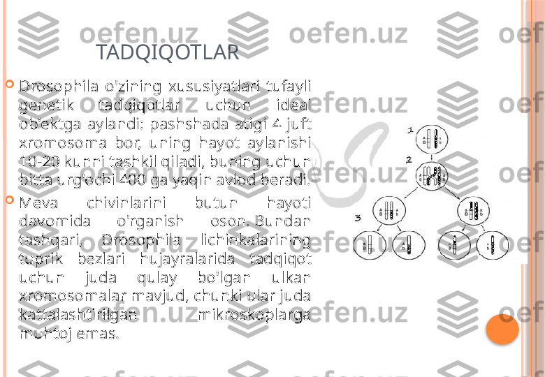 TADQIQOTLAR

Drosophila  o'zining  xususiyatlari  tufayli 
genetik  tadqiqotlar  uchun  ideal 
ob'ektga  aylandi:  pashshada  atigi  4  juft 
xromosoma  bor,  uning  hayot  aylanishi 
10-20 kunni tashkil qiladi, buning uchun 
bitta urg'ochi 400 ga yaqin avlod beradi.

Meva  chivinlarini  butun  hayoti 
davomida  o'rganish  oson. Bundan 
tashqari,  Drosophila  lichinkalarining 
tuprik  bezlari  hujayralarida  tadqiqot 
uchun  juda  qulay  bo'lgan  ulkan 
xromosomalar mavjud, chunki ular juda 
kattalashtirilgan  mikroskoplarga 
muhtoj emas.     