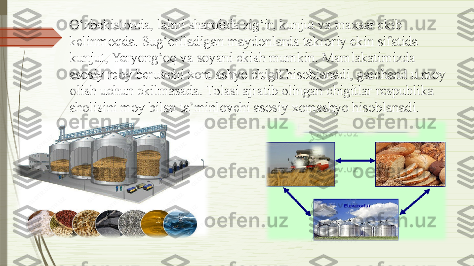 O‘zbekistonda, lalmi sharoitda zig‘ir, kunjut va maxsar ekib 
kelinmoqda. Sug‘oriladigan maydonlarda takroriy ekin sifatida 
kunjut, Yeryong‘oq va soyani ekish mumkin. Mamlakatimizda 
asosiy moy beruvchi xom ashyo chigit hisoblanadi, garchand u moy 
olish uchun ekilmasada. Tolasi ajratib olingan chigitlar respublika 
aholisini moy bilan ta’minlovchi asosiy xomashyo hisoblanadi.              