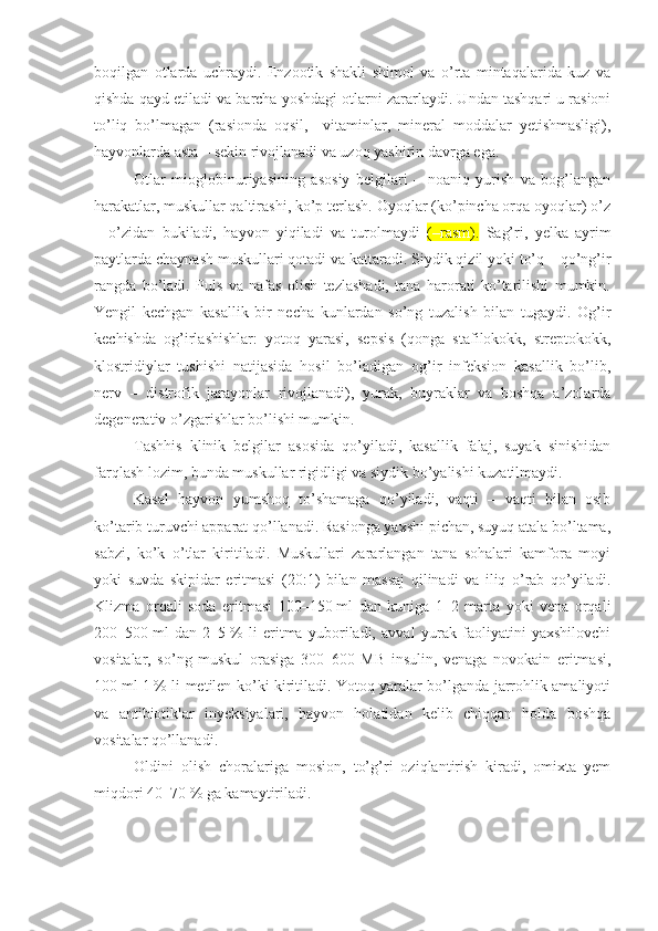 boqilgan   otlarda   uchraydi.   Enzootik   shakli   shimol   va   o’rta   mintaqalarida   kuz   va
qishda qayd etiladi va barcha yoshdagi otlarni zararlaydi. Undan tashqari u rasioni
to’liq   bo’lmagan   (rasionda   oqsil,     vitaminlar,   mineral   moddalar   yetishmasligi),
hayvonlarda asta – sekin rivojlanadi va uzoq yashirin davrga ega.
Otlar   mioglobinuriyasining   asosiy   belgilari   –   noaniq   yurish   va   bog’langan
harakatlar, muskullar qaltirashi, ko’p terlash. Oyoqlar (ko’pincha orqa oyoqlar) o’z
–   o’zidan   bukiladi,   hayvon   yiqiladi   va   turolmaydi   ( –rasm ).   Sag’ri,   yelka   ayrim
paytlarda chaynash muskullari qotadi va kattaradi. Siydik qizil yoki to’q – qo’ng’ir
rangda   bo’ladi.   Puls   va   nafas   olish   tezlashadi,   tana   harorati   ko’tarilishi   mumkin.
Yengil   kechgan   kasallik   bir   necha   kunlardan   so’ng   tuzalish   bilan   tugaydi.   Og’ir
kechishda   og’irlashishlar:   yotoq   yarasi,   sepsis   (qonga   stafilokokk,   streptokokk,
klostridiylar   tushishi   natijasida   hosil   bo’ladigan   og’ir   infeksion   kasallik   bo’lib,
nerv   –   distrofik   jarayonlar   rivojlanadi),   yurak,   buyraklar   va   boshqa   a’zolarda
degenerativ o’zgarishlar bo’lishi mumkin.
Tashhis   klinik   belgilar   asosida   qo’yiladi,   kasallik   falaj,   suyak   sinishidan
farqlash lozim, bunda muskullar rigidligi va siydik bo’yalishi kuzatilmaydi.
Kasal   hayvon   yumshoq   to’shamaga   qo’yiladi,   vaqti   –   vaqti   bilan   osib
ko’tarib turuvchi apparat qo’llanadi. Rasionga yaxshi pichan, suyuq atala bo’ltama,
sabzi,   ko’k   o’tlar   kiritiladi.   Muskullari   zararlangan   tana   sohalari   kamfora   moyi
yoki   suvda   skipidar   eritmasi   (20:1)   bilan   massaj   qilinadi   va   iliq   o’rab   qo’yiladi.
Klizma   orqali   soda   eritmasi   100–150   ml   dan   kuniga   1–2   marta   yoki   vena   orqali
200–500   ml   dan   2–5   %   li   eritma   yuboriladi,   avval   yurak   faoliyatini   yaxshilovchi
vositalar,   so’ng   muskul   orasiga   300–600   MB   insulin,   venaga   novokain   eritmasi,
100   ml 1   % li metilen ko’ki kiritiladi. Yotoq yaralar bo’lganda jarrohlik amaliyoti
va   antibiotiklar   inyeksiyalari,   hayvon   holatidan   kelib   chiqqan   holda   boshqa
vositalar qo’llanadi.
Oldini   olish   choralariga   mosion,   to’g’ri   oziqlantirish   kiradi,   omixta   yem
miqdori  40–70   %  ga kamaytiriladi. 