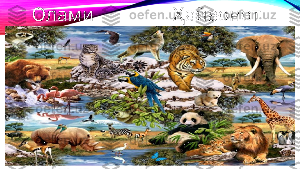 FGNRN  Олами                Ҳайвонот 