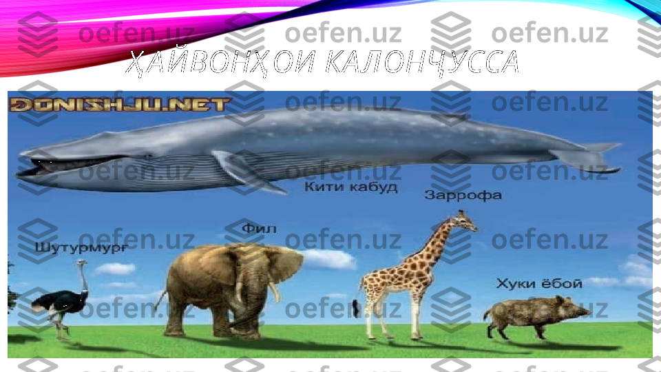 Ҳ А Й ВОНҲ ОИ  КА ЛОНҶ УССА 