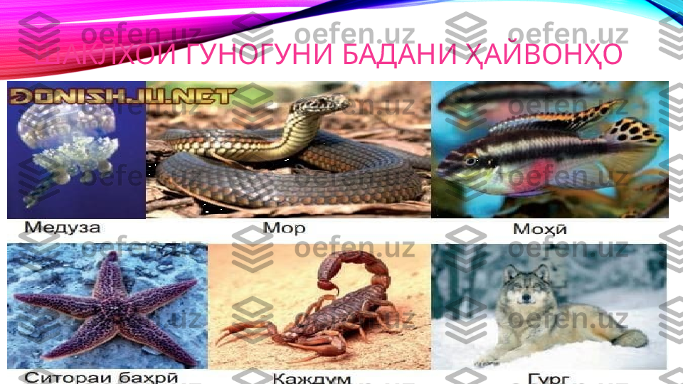 ШАКЛХОИ ГУНОГУНИ БАДАНИ ҲАЙВОНҲО 