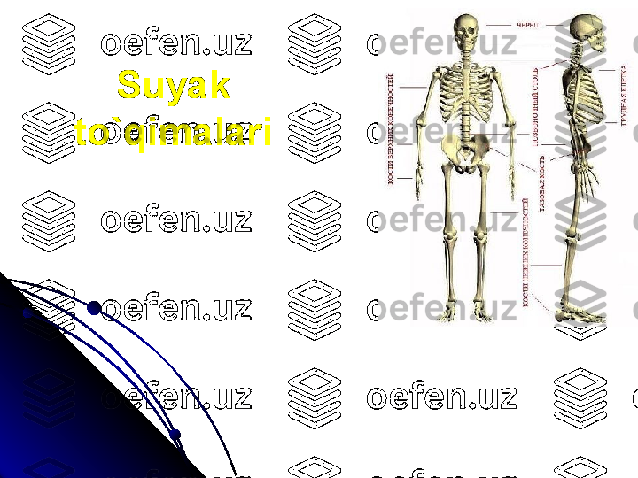 Suyak
to`qimalari 