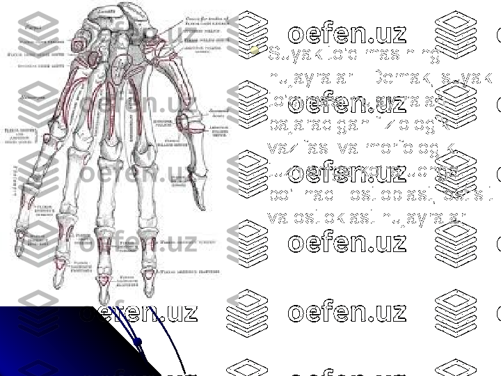 
Suyak to’qimasining 
hujayralari. Demak, suyak 
to’qimasi hujay-ralari 
bajaradigan fiziologik 
vazifasi va morfologik 
tuzilishiga ko’ra uchga 
bo’linadi: ostioblast, ostisit 
va ostioklast hujayralar. 