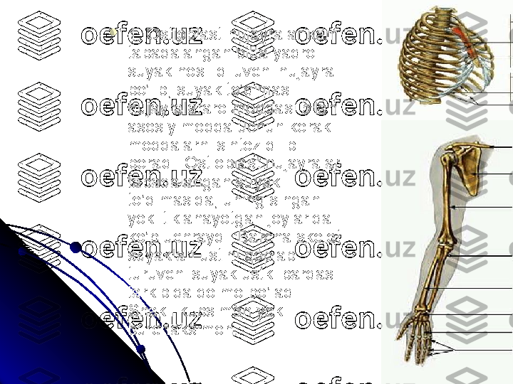 
1. Ostioblast hujayralar kam 
tabaqalangan bitta yadroli 
suyak hosil qiluvchi hujayra 
bo’lib, suyak to’qimasi 
hujayralararo moddasi bilan 
asosiy modda uchun kerakli 
moddalarni sintez qilib 
beradi.  Ostioblast hujayralar 
tabaqalangan suyak 
to’qimasida, uning singan 
yoki tiklanayotgan joylarida 
ko’p uchraydi. Barcha skelet 
suyaklari ustini qoplab 
turuvchi suyak ustki pardasi 
tarkibida doimo bo’ladi. 
Shakli kubsimon yoki 
burchaksimon.  