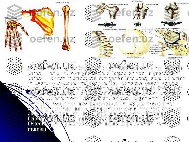 
Sitoplazmasining periferik qismida yumaloq yoki ovalsimon yadrosi 
bo’ladi. Har bir hujayra yadrosida bitta yoki bir nechta yadrocha 
bo’ladi. Elektron mikroskopda ko’rilganda tarkibidagi organoidlardan 
mitoxondriy, endoplazmatik to’r va Golji kompleksi yaxshi ko’rinib 
turadi. bundan tashqari, sitoplazma qismida ko’plab RNK va yuqori 
aktivlikka ega bo’lgan ishqoriy fosfataza uchraydi. Bular to’qimada 
mineral tuzlar almashinuvchida ishtirok etadi. organizmning 
embrional rivojlanishi davrida osteoblast hujayralar mezenxima 
hujayralaridan hosil bo’lib, so’ng embrion skeletining rivojlanishida 
aktiv ishtirok etadi. shu bilan birga to’qimada sodir bo’ladigan 
fiziologik va reforativ regenerasiya jarayonlarini ham ta'minlaydi. 
Osteoblast hujayralar asta-sekin ostiositlarga aylanishi ham 
mumkin. 