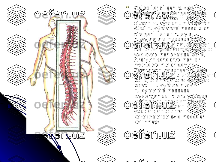 
Ostiositlar etilgan, yuqori 
darajada tabaqalangan, suyak 
to’qimasining asosini tashkil 
etuvchi hujayralar jumlasidandir. 
Atrof hujayralararo modda bilan 
o’ralgan. Har bir hujayra 
hujayralararo moddada hosil 
bo’lgan bo’shliqlarda joylashgan. 
Ostiositlar yassilashgan yumaloq 
yoki ovalsimon shaklda bo’lib, 
atrofidan kanalchasimon bir 
nechta o’simta chiqargan. 
Yonma-yon joylashgan hujayra 
o’simtalari bir-biri bilan tutashgan 
bo’lib, to’qimaga to’rsimon shakl 
beradi. Hujayra o’simtalari 
hujayralararo moddada 
joylashgan bo’lib, shu yo’l orqali 
to’qimaning ichki qismiga oziq 
modda kiradi. Ishdan chiqqan 
yoki qarigan to’qima 
kanalchalarida oziq moddalar 
ko’rinmaydi.  