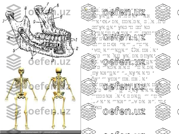 
Ostiositning ochroq 
bo’yalgan sitoplazmasi 
markazida, odatda, bitta to’q 
bo’yalgan yadro bo’ladi. 
Organoidlardan mitoxondriy 
ko’p uchraydi. Golji 
kompleksi ham uncha 
rivojlanmagan. Ostiositlar 
to’qima faoliyatida deyarli 
aktiv ishtirok etmaydigan, 
to’qimada stabil holatda 
joylashgan hujayralardir. 
Ayrim yosh ostiositlar 
ko’payish xususiyatiga ega. 
To’qimaning hujayralararo 
moddasi tarkibidagi mineral 
tuzlar almashinuvida ishtirok 
etadi. 