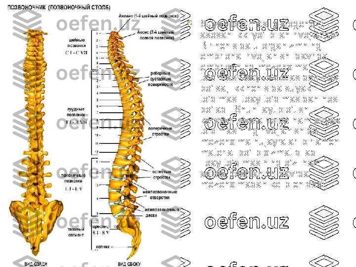 
Suyak to’qimasi gistogenezi 
asosan ikki yo’l bilan rivojlanadi. 
Birinchisida u organizmning 
embrional rivojlanishi davrida 
embrionning mezenxima 
to’qimasi toay to’qimasidan hosil 
bo’lsa, ikkinchisida suyak 
to’qimasi toay to’qimasidan hosil 
bo’ladi. Shuni aytib o’tish 
kerakki, ikkala holda ham suyak 
to’qimasining rivojlanishida 
mezenxima hujayralari birlamchi 
material bo’lib xizmat qiladi. 
Toay to’qimasining o’zi ham 
aslida boshlanich davrda 
mezenximadan kelib chiqadi. 