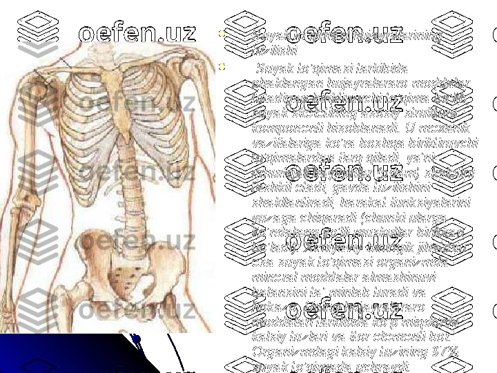 
Suyak to’qimasi hujayralarining 
tuzilishi

  Suyak to’qimasi tarkibida 
ohaklangan hujayralararo moddalar 
tutadigan biriktiruvchi to’qima bo’lib, 
suyak skeletining asosiy struktura 
komponenti hisoblanadi. U mexanik 
vazifalariga ko’ra boshqa biriktiruvchi 
to’qimalardan farq qiladi, ya'ni 
umurtqali hayvonlar (odam) skeletini 
tashkil etadi, gavda tuzilishini 
shakllantiradi, harakat funksiyalarini 
yuzaga chiqaradi (chunki ularga 
ko’ndalang yo’lli muskullar birikkan 
bo’ladi). Ximiyaviy-biologik jihatdan 
esa suyak to’qimasi organizmda 
mineral moddalar almashinuvi 
balansini ta'-minlab turadi va 
hokazo. Uning hujayralararo 
moddalari tarkibida ko’p miqdorda 
kalsiy tuzlari va ftor elementi bor. 
Organizmdagi kalsiy tuzining 97% 
suyak to’qimada uchraydi. 