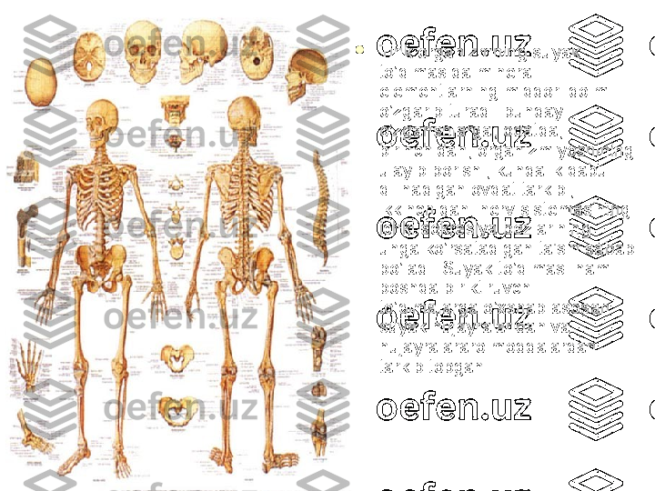 
Tirik organizmning suyak 
to’qimasida mineral 
elementlarning miqdori doim 
o’zgarib turadi. bunday 
o’zgarishlarga, odatda, 
birinchidan, organizm yoshining 
ulayib borishi, kundalik qabul 
qilinadigan ovqat tarkibi, 
ikkinchidan, nerv sistemasining 
ichki sekresiya bezlarining 
unga ko’rsatadigan ta'siri sabab 
bo’ladi. Suyak to’qimasi ham 
boshqa biriktiruvchi 
to’qimalarga o’xshab asosan 
suyak hujayralaridan va 
hujayralararo moddalardan 
tarkib topgan. 