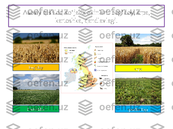 Asosiy qishloq xo‘jalik ekinla ri: bug‘doy, arpa, 
kartoshka, qandlavlagi.
bug‘doy
qandlavlagi arpa
kartoshka  