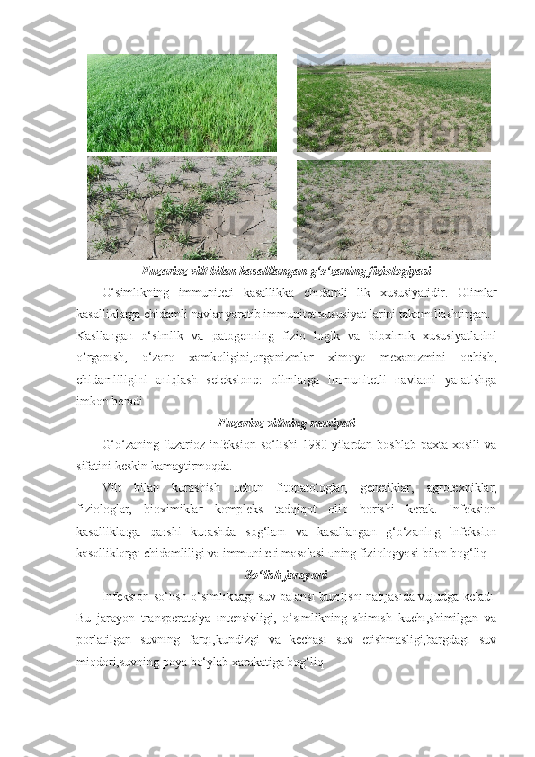 Fuzarioz vilt bilan kasalllangan g‘o‘zaning fiziologiyasi
O‘simlikning   immuniteti   kasallikka   chidamli   lik   xususiyatidir.   Olimlar
kasalliklarga chidamli navlar yaratib immunitet xususiyat larini takomillashtirgan.
Kasllangan   o‘simlik   va   patogenning   fizio   logik   va   bioximik   xususiyatlarini
o‘rganish,   o‘zaro   xamkoligini,organizmlar   ximoya   mexanizmini   ochish,
chidamliligini   aniqlash   seleksioner   olimlarga   immunitetli   navlarni   yaratishga
imkon beradi.  
Fuzarioz viltning moxiyati
G‘o‘zaning fuzarioz infeksion  so‘lishi  1980 yilardan boshlab  paxta xosili  va
sifatini keskin kamaytirmoqda.
Vilt   bilan   kurashish   uchun   fitopatologlar,   genetiklar,   agrotexniklar,
fiziologlar,   bioximiklar   kompleks   tadqiqot   olib   borishi   kerak.   Infeksion
kasalliklarga   qarshi   kurashda   sog‘lam   va   kasallangan   g‘o‘zaning   infeksion
kasalliklarga chidamliligi va immuniteti masalasi uning fiziologyasi bilan bog‘liq. 
So‘lish jarayoni
Infeksion so‘lish o‘simlikdagi suv balansi buzilishi natijasida vujudga keladi.
Bu   jarayon   transperatsiya   intensivligi,   o‘simlikning   shimish   kuchi,shimilgan   va
porlatilgan   suvning   farqi,kundizgi   va   kechasi   suv   etishmasligi,bargdagi   suv
miqdori,suvning poya bo‘ylab xarakatiga bog‘liq   