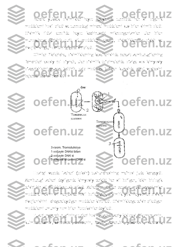 Barcha   yuksak   o‘simliklar   hayot   jarayonida   tuproqda   har   xil   organik
moddalarni hosil  qiladi va tuproqdagi mineral moddalarni suv bilan shimib oladi.
O‘simlik   ildizi   atrofida   hayot   kechiruvchi   mikroorganizmlar   ular   bilan
munosabatga   kirishib   turli   xil   moddalarni   ajratib,   o‘simliklarning   o‘sish   va
rivojlanishiga, hosildorligiga ta’sir qiladi.
Olimlar   fikrlaricha,   o‘simliklarning   kasallanishida   parazit   zamburug‘larning
fementlari   asosiy   rol   o‘ynab,   ular   o‘simlik   to‘qimalarida   o‘ziga   xos   kimyoviy
o‘zgarishlarni   yuzaga   keltirib,   oziq   moddaga   bo‘lgan   kurashda   qurol   vositasini
bajaradi deb ko‘rsatiladi.
Hozirgi   vaqtda   "zahar"   (toksin)   tushunchasining   ma’nosi   juda   kengaydi.
Zamburug‘   zahari   deyilganda   kimyoviy   tarkibi   har   xil   bo‘lgan,   lekin   biologik
ta’siri   bir   xil   moddalar   tushuniladi.   Zaharli   moddalar   qatoriga   mikroorganizmlar
modda   almashinishi   natijasida   hosil   bo‘ladigan,   o‘simlik   yoki   hayvonlar   o‘sish,
rivojlanishini     chegaralaydigan   moddalar   kiritiladi.   O‘simliklarga   ta’sir   qiladigan
moddalarni umumiy nom bilan fitotoksinlar deyiladi.
Fuzarium zamburug‘ining turlari hosil qilgan fuzariy kislotasi, likomarazmin,
kulmomarazmin,   ssirpentiol,   ennitianin,   fuzarin,   fuzarubin,   yavanitsin,   martitsin, 3- rasm .  Transduksiya
1- xo’jayin   DNKsi   bilan
2- xo’jayin   DNK si
3- toksinli shtamm   DNK si 