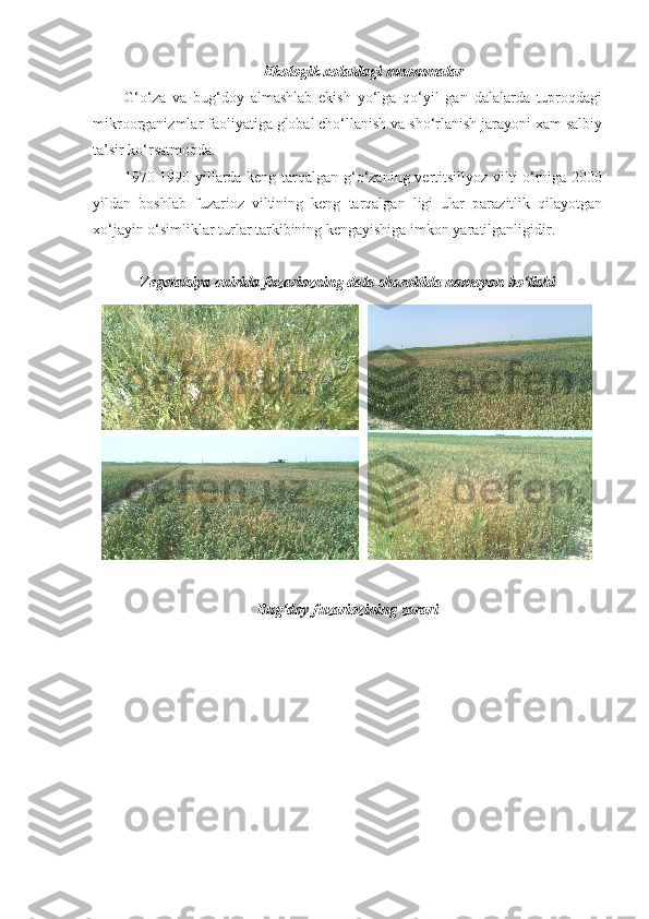 Ekologik xolatdagi muommalar
G‘o‘za   va   bug‘doy   almashlab   ekish   yo‘lga   qo‘yil   gan   dalalarda   tuproqdagi
mikroorganizmlar faoliyatiga global cho‘llanish va sho‘rlanish jarayoni xam salbiy
ta’sir ko‘rsatmoqda. 
1970-1990 yillarda keng tarqalgan g‘o‘zaning vertitsillyoz vilti o‘rniga 2000
yildan   boshlab   fuzarioz   viltining   keng   tarqalgan   ligi   ular   parazitlik   qilayotgan
xo‘jayin o‘simliklar turlar tarkibining kengayishiga imkon yaratilganligidir. 
Vegetatsiya oxirida fuzariozning dala sharoitida namoyon bo‘lishi
B ug‘doy fuzariozining zarari 