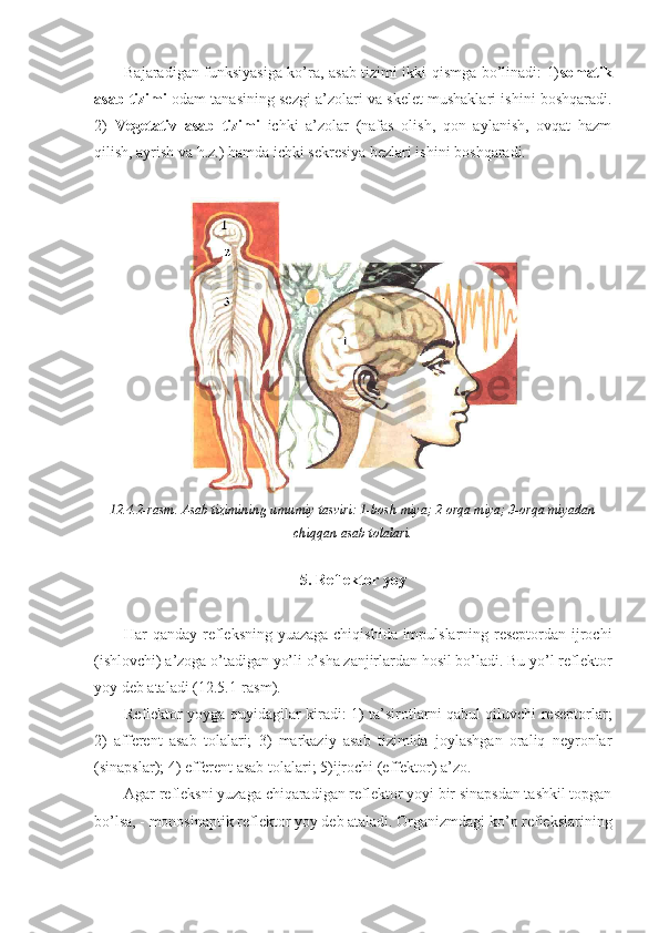 Bajaradigan funksiyasiga ko’ra, asab tizimi ikki qismga bo’linadi: 1) somatik
asab tizimi  odam tanasining sezgi a’zolari va skelet mushaklari ishini boshqaradi.
2)   Vegetativ   asab   tizimi   ichki   a’zolar   (nafas   olish,   qon   aylanish,   ovqat   hazm
qilish, ayrish va h.z.) hamda ichki sekresiya bezlari ishini boshqaradi.
12.4.2-rasm. Asab tizimining umumiy tasviri: 1-bosh miya; 2-orqa miya; 3-orqa miyadan
chiqqan asab tolalari.
5. Reflektor yoy
Har qanday refleksning yuazaga chiqishida impulslarning reseptordan ijrochi
(ishlovchi) a’zoga o’tadigan yo’li o’sha zanjirlardan hosil bo’ladi. Bu yo’l reflektor
yoy deb ataladi (12.5.1-rasm).   
Reflektor yoyga quyidagilar kiradi: 1) ta’sirotlarni qabul qiluvchi reseptorlar;
2)   afferent   asab   tolalari;   3)   markaziy   asab   tizimida   joylashgan   oraliq   neyronlar
(sinapslar); 4) efferent asab tolalari; 5)ijrochi (effektor) a’zo.
Agar refleksni yuzaga chiqaradigan reflektor yoyi bir sinapsdan tashkil topgan
bo’lsa, - monosinaptik reflektor yoy deb ataladi. Organizmdagi ko’p reflekslarining 