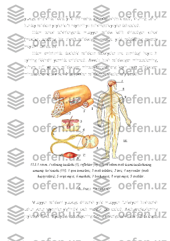 yuzaga   chiqishida   ikkita   yoki   bir   nechta   sinapslar   ishtirok   etadi,   shuning   uchun
bunday reflektor yoylar ko’p neyronli yo polisinaptik yoylar deb ataladi.
Odam   tanasi   ta’sirlanganda   muayyan   refleks   kelib   chiqadigan   sohasi
(masalan,   tananing   bir   qismi)   refleksogen   mintaqa   yoki   refleksning   reseptiv
maydoni deb ataladi.
Odam   embrionida   dastlabki   reflektor   reaksiyalar   ona   qornidagi   hayot   3-
oyining   ikkinchi   yarmida   aniqlanadi.   Avvalo   bosh   refleksogen   mintaqalarning,
so’ngra   qo’l   va   tana   refleksogen   mintaqalarining,   eng   keyin   oyoq   refleksogen
mintaqalarining ta’sirlanishiga javoban reflektor harakatlar ro’y beradi.
12.5.1-rasm. Asabning tuzilishi (I), reflektor yoy (II) va odam asab tizimi tuzilishining
umumiy ko’rinishi (III). 1-qon tomirlari; 2-asab tolalari; 3-teri; 4-neyronlar (asab
hujayralari); 5-orqa miya; 6-mushak; 7-bosh miya; 8-orqa miya; 9-asablar .
6. Asab markazlari
Muayyan   refleksni   yuazaga   chiqarish   yoki   muayyan   funksiyani   boshqarish
uchun   zarur   neyronlar   yig’indisi   asab   markazi   deb   ataladi.   Asab   markazlarning
joylanishi   bosh   miya   yoki   orqa   miyaning  turli   qismlariga   ta’sir   etish,   cheklangan 