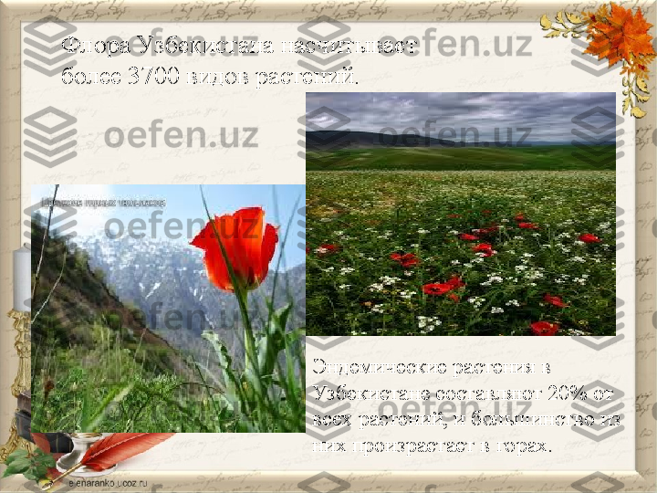 Флора Узбекистана насчитывает 
более 3700 видов растений.
Эндемические растения в 
Узбекистане составляют 20% от 
всех растений, и большинство из 
них произрастает в горах. 