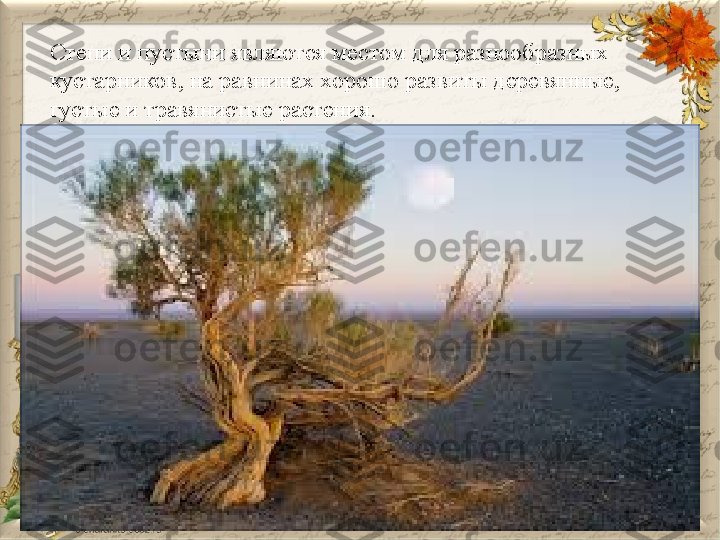 Степи и пустыни являются местом для разнообразных 
кустарников, на равнинах хорошо развиты деревянные, 
густые и травянистые растения. 