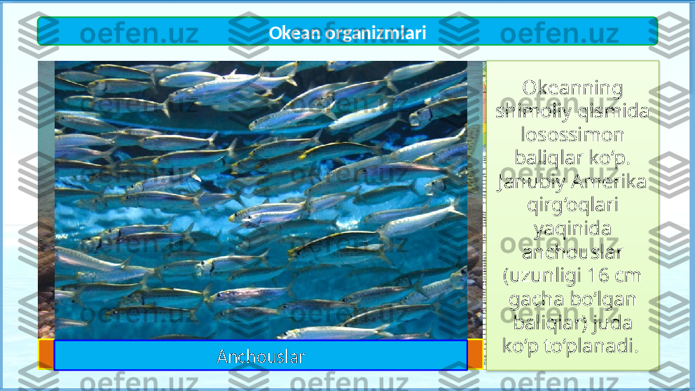 1
2 Okeanning 
shimoliy qismida 
losossimon 
baliqlar ko‘p. 
Janubiy Amerika 
qirg‘oqlari 
yaqinida 
anchouslar 
(uzunligi 16 cm 
gacha bo‘lgan 
baliqlar) juda 
ko‘p to‘planadi. Okean organizmlari
1
Losossimon baliqlar
Anchouslar   