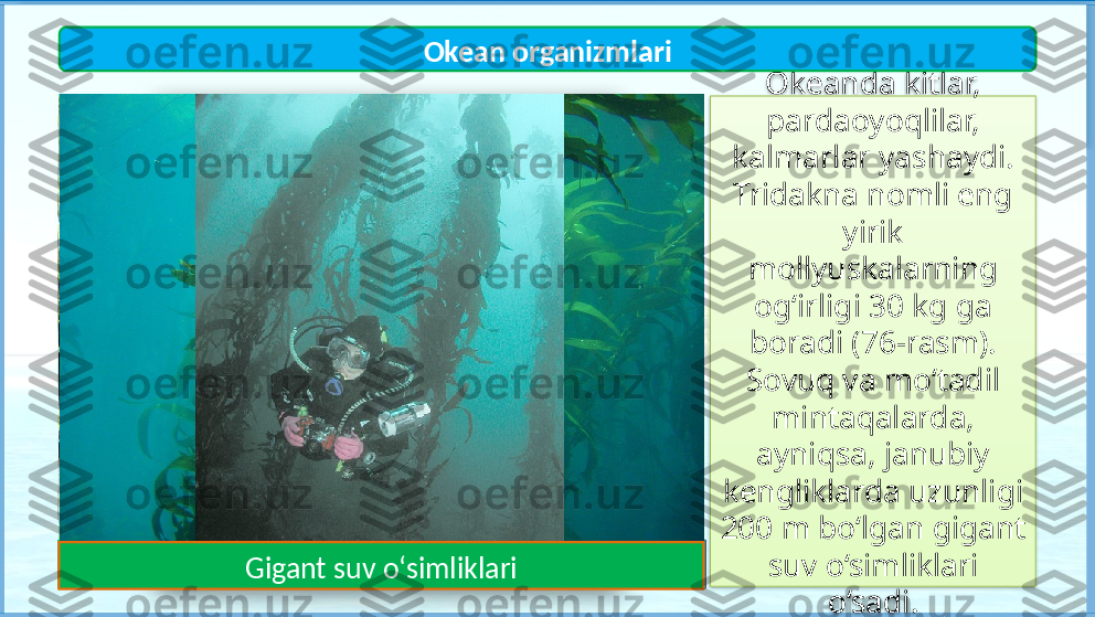 Okeanda kitlar, 
pardaoyoqlilar, 
kalmarlar yashaydi. 
Tridakna nomli eng 
yirik 
mollyuskalarning 
og‘irligi 30 kg ga 
boradi (76-rasm). 
Sovuq va mo‘tadil 
mintaqalarda, 
ayniqsa, janubiy 
kengliklarda uzunligi 
200 m bo‘lgan gigant 
suv o‘simliklari 
o‘sadi.Okean organizmlari
Ko‘k kit KalmarTridakna
Gigant suv o‘simliklari    