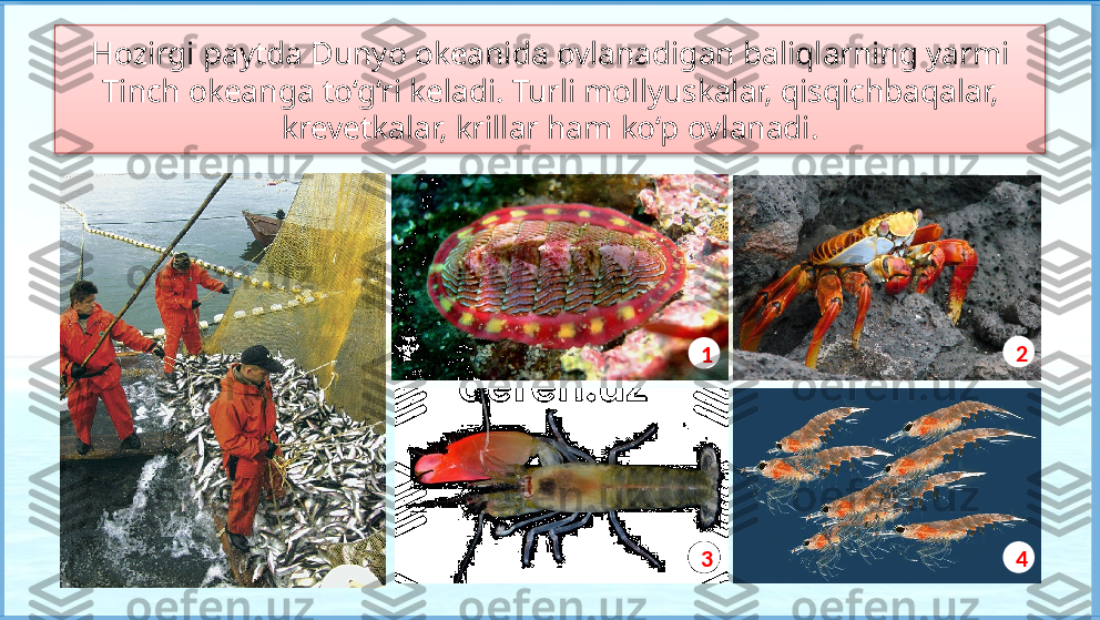 Hozirgi paytda Dunyo okeanida ovlanadigan baliqlarning yarmi
Tinch okeanga to‘g‘ri keladi. Turli mollyuskalar, qisqichbaqalar, 
krevetkalar, krillar ham ko‘p ovlanadi.
1 2
3 4   