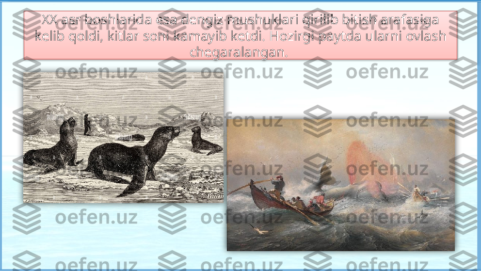 XX asr boshlarida esa dengiz mushuklari qirilib bitish arafasiga 
kelib qoldi, kitlar soni kamayib ketdi. Hozirgi paytda ularni ovlash 
chegaralangan.      