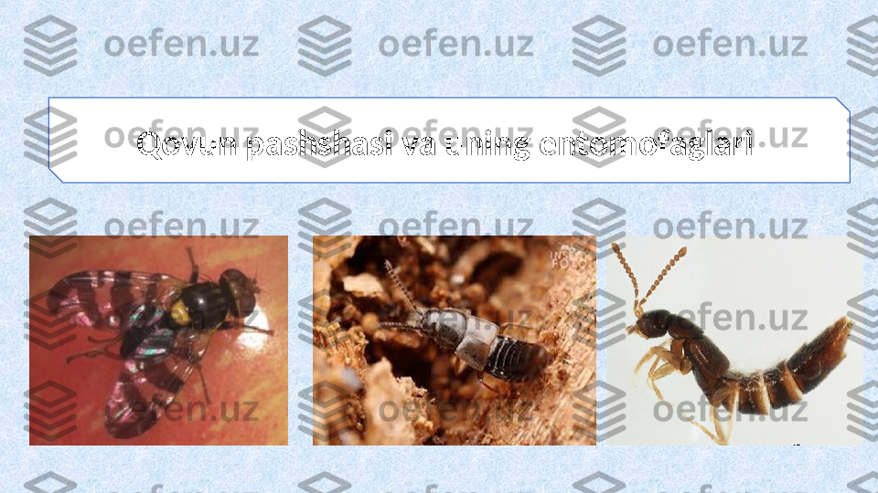 Qovun pashshasi va uning entomofaglari  