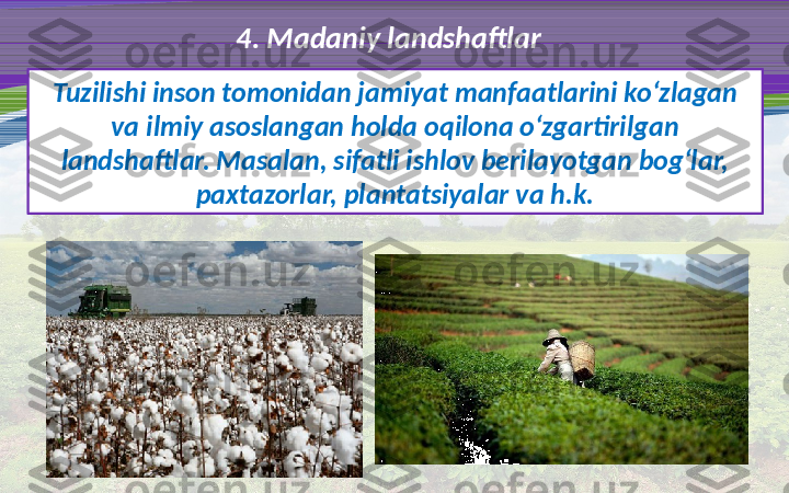 4. Madaniy landshaftlar
Tuzilishi inson tomonidan jamiyat manfaatlarini ko‘zlagan 
va ilmiy asoslangan holda oqilona o‘zgartirilgan 
landshaftlar. Masalan, sifatli ishlov berilayotgan bog‘lar, 
paxtazorlar, plantatsiyalar va h.k. 