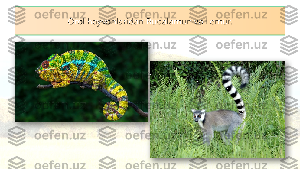 Orol hayvonlaridan Buqalamun va Lemur.   