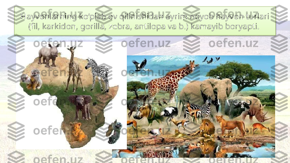 Hayvonlarning ko‘plab ov qilinishidan ayrim noyob hayvon turlari 
(fil, karkidon, gorilla, zebra, antilopa va b.) kamayib boryapti.   