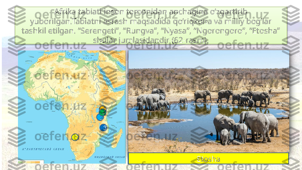 Afrika tabiati inson tomonidan anchagina o‘zgartirib 
yuborilgan.Tabiatni asrash maqsadida qo‘riqxona va milliy bog‘lar 
tashkil etilgan. “Serengeti”, “Rungva”, “Nyasa”, “Ngorongoro”, “Etosha” 
shular jumlasidandir (62-rasm).
Serengeti1
2
Rungva Nyasa
Ngorongoro Etosha3
5 4    