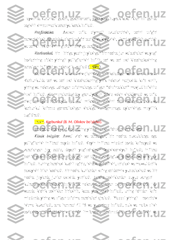 Hayvonda surunkali  gastrit, gastroenterit, jigar yoki buyrak kasalliklari  bo’lganda
tegishli simptomati k terapiya kerak bo’ladi.
Profilaktika.     Asosan   to’la   qiymatli   ozuqlantirish,   terini   to’g’ri
parvarishlash, egar jabduqlarni to’g’ri taqish va kiygizish, ularni yaxshilab quritish
va terlik ifloslanishining oldini olishga qaratiladi.
Karbunkul.  Bir – biriga yaqin joylashgan bir nechta jun xaltachalari va yog’
bezlarining   o’tkir   yiringli   yallig’lanishi   bo’lib,   teri   va   teri   osti   kletchatkasining
tarqalgan infiltrati va nekrozi kuzatiladi ( –rasm ).
Karbunkulni ham  furunkul rivojlanishiga olib keladigan sabablar chaqiradi.
Karbunkulda   teri   va   teri   osti   kletchatkaning   yirik   nekrozi   natijasida   ko’p   sonli,
yiring va nekrozga uchragan  to’qimalarga to’lgan “cho’ntaklari” mavjud bo’shliq
hosil   bo’ladi.   Flegmonalardagiday   granulyasion   to’siq   sekin   shakllanadi   va   to’la
rivojlanmagan   bo’lmaydi.   Bu   hol   mikroblar   qo’shni   to’qimalarga   o’tishi   va
karbunkul   ko’proq   generallashgan   shaklga   –   flegmonaga   aylanishiga   moyillik
tug’diradi.
–rasm .   Karbunkul  (B. M. Olivkov  bo’yicha ).
Strelkalar bilan yog’ bezlarining yiringli erish o’choqlri ko’rsatilgan.
Klinik   belgilar.   Avval   zich   va   tarqalgan,   bir   nechta   pustulalarga   ega
yallig’lanish   infiltrati   paydo   bo’ladi.   Keyin   infiltrat   miqdori   tezda   ko’payadi   va
zararlangan   joy   qattiq,   deyarli   yog’ochsimon   konsistensiyali   bo’ladi;   infiltrat
periferiyasi   bo’ylab   pigmentlashgan   teri   to’q   qizil   (arg’uvon)   rangda   va   shishgan
bo’ladi. Buning barchasi kuchli og’riq, ishtaxa yo’qolishi, oriqlash va maxsuldorlik
pasayishi bilan kechadi. Bir necha kunlardan so’ng epidermis yupqalashadi va bir
nechta   joylarda   junlar   asosida   yoriladi.   Barcha   teshiklardan   quyuq   zangori   –
kulrang   yiring   chiqadi,   bo’shliqda   nekrozga   uchragan   to’qimalar   ko’rinadi.   Tez
vaqtda   kichik   teshiklar   birlashib,   katta   yara   hosil   bo’ladi,   uning   ichidan   ko’p
miqdorda yiring va o’lgan to’qima parchalari ajraladi.    Ya qqol yiringli – rezorbtiv
isitma   kuzatiladi,   tana   harorati   40   °S   va   yuqoriroq   bo’ladi,   puls   va   nafas   olish
tezlashgan.   Karbunkul   rivojlanishi   limfangoit,   limfonodulitlar   hosil   bo’lishi   va 