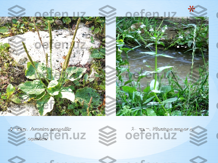 *
   1-rasm.  Veronica anagallis                                            2-  rasm.   Plantago  magor  L .
              aquatica  L. 