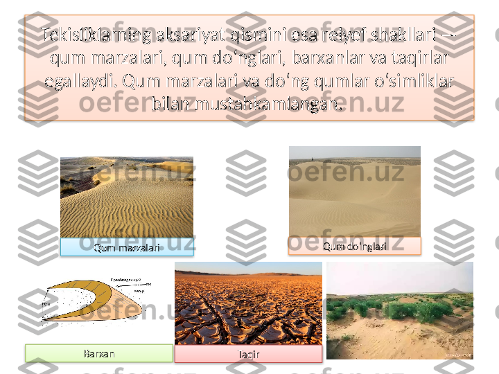 Tekisliklarning aksariyat qismini esa relyef shakllari — 
qum marzalari, qum do‘nglari, barxanlar va taqirlar 
egallaydi. Qum marzalari va do‘ng qumlar o‘simliklar 
bilan mustahkamlangan. 
Qum do‘nglari
Qum marzalari
Barxan
Taqir      