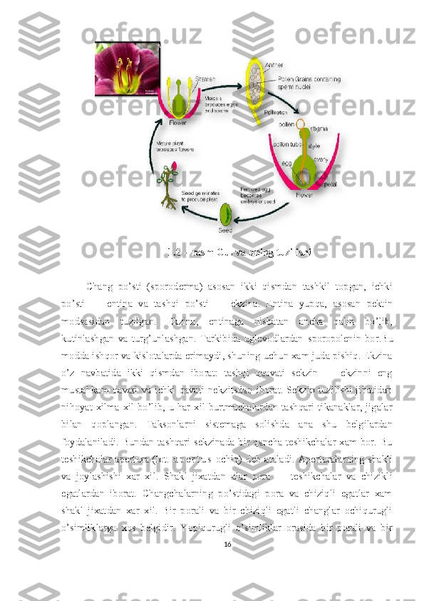 1.2 – rasm Gul va uning tuzilishi
Chang   po’sti   (sporoderma)   asosan   ikki   qismdan   tashkil   topgan,   ichki
po’sti   —   entina   va   tashqi   po’sti   —   ekzina.   Entina   yupqa,   asosan   pektin
modsasidan   tuzilgan.   Ekzina,   entinaga   nisbatan   ancha   qalin   bo’lib,
kutinlashgan   va   turg’unlashgan.   Tarkibida   uglevodlardan   sporopolenin   bor.Bu
modda ishqor va kislotalarda erimaydi, shuning uchun xam juda pishiq. Ekzina
o’z   navbatida   ikki   qismdan   iborat:   tashqi   qaavati   sekzin   —   ekzinni   eng
mustahkam   qavati   va   ichki   qavati   nekzitsdan   iborat.   Sekzin   tuzilishi   jihatidan
nihoyat   xilma-xil   bo’lib,   u   har   xil   burtmachalardan   tashqari   tikanaklar,   jigalar
bilan   qoplangan.   Taksonlarni   sistemaga   solishda   ana   shu   belgilardan
foydalaniladi.   Bundan   tashqari   sekzinada   bir   qancha   teshikchalar   xam   bor.  Bu
teshikchalar   apertura   (lot.   a p e r t u s   ochiq)   deb   ataladi.   Aperturalarning   shakli
va   joylashishi   xar   xil.   Shakl   jixatdan   ular   pora   —   teshikchalar   va   chizikli
egatlardan   iborat.   Changchalarning   po’stidagi   pora   va   chiziqli   egatlar   xam
shakl   jixatdan   xar   xil.   Bir   porali   va   bir   chiziqli   egatli   changlar   ochiqurugli
o’simliklarga   xos   belgidir.   Yopiqurugli   o’simliklar   orasida   bir   porali   va   bir
16 