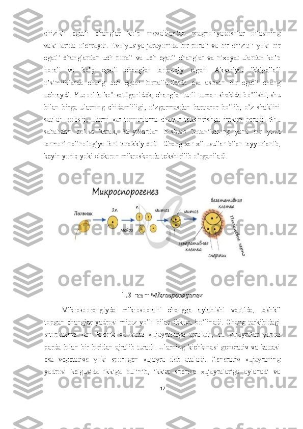 chizikli   egatli   changlar   ko’p   mevalilardan   magnoliyadoshlar   oilasining
vakillarida   o’chraydi.   Evolyusiya   jarayonida   bir   porali   va   bir   chiziqli   yoki   bir
egatli   changlardan   uch   porali   va   uch   egatli   changlar   va   nixoyat   ulardan   ko’p
porali   va   ko’p   egatli   changlar   tarraqqiy   etgan.   Aksariyat   ikkipallali
o’simliklarda   chang   uch   egatli   birpallalilarda   esa   asosan   bir   egatli   chang
uchraydi. Yuqorida ko’rsatilganidek, changlar turli-tuman shaklda bo’lishi, shu
bilan   birga   ularning   chidamliligi,   o’zgarmasdan   barqaror   bo’lib,   o’z   shaklini
saqlab   qolishi,   ularni   xar   tomonlama   chuqur   tekshirishga   imkon   beradi.   Shu
sababdan   bo’lsa   kerak,   30-yillardan   boshlab   botanikaning   yana   bir   yosh
tarmori  polinologiya  fani tarakkiy etdi.  Chang xar xil usullar bilan tayyorlanib,
keyin yoriq yoki elektron mikroskopda tekshirilib o’rganiladi.
1.3-rasm   Mikrosporagenez
Mikrosporangiyda   mikrosporani   changga   aylanishi   vaqtida,   tashkil
topgan   changlar   yadrosi   mitoz   yo’li   bilan   ikkiga   bo’linadi.   Chang   tarkibidagi
sitoplazma   xam   kichik   va   katta   xujayralarga   ajraladi,   bu   xujayralar   yupqa
parda   bilan   bir-biridan   ajralib   turadi.   Ularning   kichkinasi   generativ   va   kattasi
esa   vegetative   yoki   sporogen   xujayra   deb   ataladi.   Generativ   xujayraning
yadrosi   kelgusida   ikkiga   bulinib,   ikkita   sperma   xujayralariga   aylanadi   va
17 