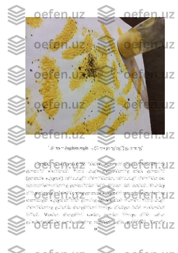 1.5-rasm   Juglans regia  L.  ( Grek yong og iʿ ʿ ) gulchangi
Demak,   bu   xujayralarning   ikkalasi   xam   yopiqurugli   o’simliklarning
gametofiti   xisoblanadi.   Yopiq   urugli   o’simliklarning   erkak   gametofiti
(generativ   xujayrasi)   ochiqurug’li   o’simliklardan,   ochiqurugli   o’simliklar   esa
paporotniksimonlarning   gametofitidan   kelib   chiqqan   deb   qaraladi.   Shunday
qilib,yopiqurugli o’simliklarning generativ xujayrasini paporotniksimonlarning
spermatogen   xujayralari   bilan   gomolog   deb   xisoblash   mumkin.   Yopiq   urugli
o’simliklarning   gullarida   changchilarni   himoya   qiladigan   ba’zi   moslamalari
bo’ladi.   Masalan   changchini   suvdan,   namdan   himoya   qilish   uchun
gulsafsarlarda   ular   tumshuqchaning   parraklari   tagida   yashirinadi.   Yomg’ir
19 