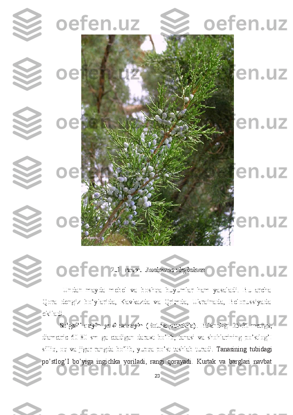   2..1 -rasm.   Juniperus virginiana
Undan   mayda   mebel   va   boshqa   buyumlar   ham   yasaladi.   Bu   archa
Qora   dengiz   bo‘ylarida,   Kavkazda   va   Qrimda,   Ukrainada,   Belorussiyada
ekiladi.
So’galli   qayin   yoki   oqqayin   (Betula   pendula) .   Balandligi   25-30   metrga,
diametric   60-80   sm   ga   etadigan   daraxt   bo’lib,   tanasi   va   shohlarining   po’stlog’I
silliq,   oq   va   jigar   rangda   bo’lib,   yupqa   po’st   tashlab   turadi.   Tanasining   tubidagi
po’stlog’I   bo’yiga   ingichka   yoriladi,   rangi   qorayadi.   Kurtak   va   barglari   navbat
23 