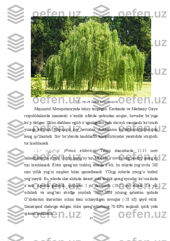 2.3 -rasm  Salix bobylonica
Majnuntol  Mesopotamiyada  tabiiy tarqalgan. Kavkazda  va Markaziy Osiyo
respublikalarida   manzarali   o‘simlik   sifatida   qadimdan   ariqlar,   hovuzlar   bo‘yiga
ko‘p ekilgan. SHox-shabbasi egilib o‘sganligidan juda chiroyli manzarali ko‘rinish
yuzaga   keltiradi.   Majnuntol   suv   havzalari   chekkalarini   ko‘kalamzorlashtirishda
keng   qo‘llaniladi.   Suv   bo‘ylarida   landshaftli   kompozitsiyalar   yaratishda   istiqbolli
tur hisoblanadi .   [   ].
Eldor   qarag‘ayi   (Pinus   e ldarica)   Tabiiy   sharoitlarda   12-15   metr
balandlikkacha   o‘sadi . Ushbu qarag‘ay turi MDHda o‘suvchi eng janubiy qarag‘ay
turi   hisoblanadi.   Eldor   qarag‘ayi   toshloq   erlarda   o‘sib,   bu   erlarda   yog‘uvchi   200
mm   yillik   yog‘in   miqdori   bilan   qanoatlanadi.   YOzgi   oylarda   yomg‘ir   butkul
yog‘maydi. Bu erlarda ular alohida daraxt yoki kichik qarag‘ayzorlar ko‘rinishida
o‘sadi.   Aprelda   gullaydi ,   qubbalari   2   yil   davomida   (20-22   oy )   etiladi ,   3-4   yili
ochiladi   va   urug‘lari   atrofga   yoyiladi .   2007-2008   yilning   qahraton   qishida
O‘zbekiston   sharoitlari   uchun   kam   uchraydigan   sovuqlar   (-28   oS )   qayd   etildi .
Samarqand   shahriga   ekilgan   eldor   qarag‘aylarining   70-80%   saqlanib   qoldi   yoki
qisman   zararlandi . 
27 