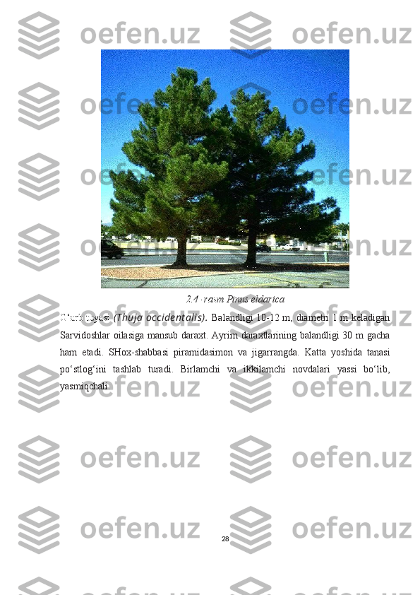 2.4 -rasm  Pinus eldarica
G‘arb tuyasi   (Thuja  occident alis).   Balandligi 10-12 m, diametri 1 m keladigan
Sarvidoshlar oilasiga mansub daraxt. Ayrim daraxtlarining balandligi 30 m gacha
ham   etadi.   SHox-shabbasi   piramidasimon   va   jigarrangda.   Katta   yoshida   tanasi
po‘stlog‘ini   tashlab   turadi.   Birlamchi   va   ikkilamchi   novdalari   yassi   bo‘lib,
yasmiqchali. 
28 