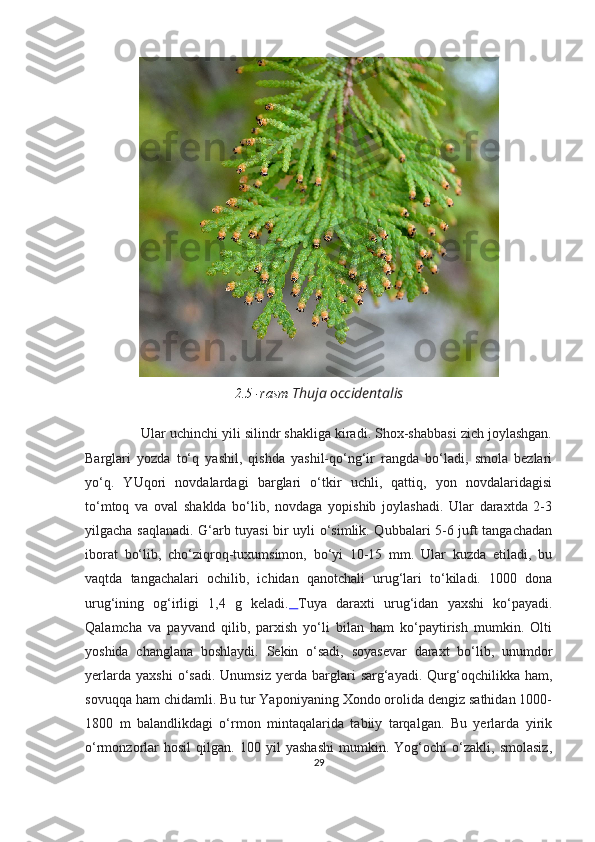 2.5 -rasm  Thuja occidentalis  
              Ular uchinchi yili silindr shakliga kiradi. Shox-shabbasi zich joylashgan.
Barglari   yozda   to‘q   yashil,   qishda   yashil-qo‘ng‘ir   rangda   bo‘ladi,   smola   bezlari
yo‘q.   YUqori   novdalardagi   barglari   o‘tkir   uchli,   qattiq,   yon   novdalaridagisi
to‘mtoq   va   oval   shaklda   bo‘lib,   novdaga   yopishib   joylashadi.   Ular   daraxtda   2-3
yilgacha saqlanadi. G‘arb tuyasi bir uyli o‘simlik. Qubbalari 5-6 juft tangachadan
iborat   bo‘lib,   cho‘ziqroq-tuxumsimon,   bo‘yi   10-15   mm.   Ular   kuzda   etiladi,   bu
vaqtda   tangachalari   ochilib,   ichidan   qanotchali   urug‘lari   to‘kiladi.   1000   dona
urug‘ining   og‘irligi   1,4   g   keladi.   Tuya   daraxti   urug‘idan   yaxshi   ko‘payadi.
Qalamcha   va   payvand   qilib,   parxish   yo‘li   bilan   ham   ko‘paytirish   mumkin.   Olti
yoshida   changlana   boshlaydi.   Sekin   o‘sadi,   soyasevar   daraxt   bo‘lib,   unumdor
yerlarda   yaxshi   o‘sadi.   Unumsiz   yerda   barglari   sarg‘ayadi.   Qurg‘oqchilikka  ham,
sovuqqa ham chidamli. Bu tur Yaponiyaning Xondo orolida dengiz sathidan 1000-
1800   m   balandlikdagi   o‘rmon   mintaqalarida   tabiiy   tarqalgan.   Bu   yerlarda   yirik
o‘rmonzorlar   hosil   qilgan.   100   yil   yashashi   mumkin.   Yog‘ochi   o‘zakli,   smolasiz,
29 