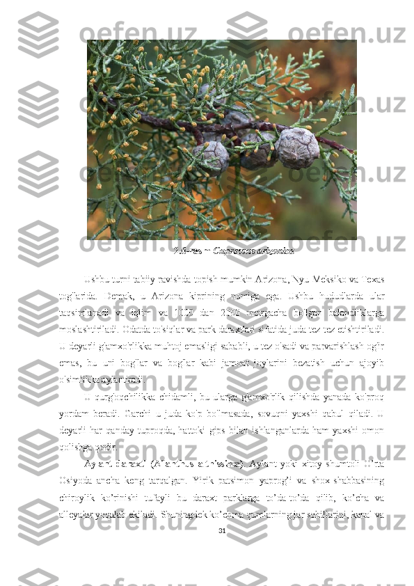 2.6-rasm   Cupressus arizonica
Ushbu turni tabiiy ravishda topish mumkin Arizona, Nyu-Meksiko va Texas
tog'larida.   Demak,   u   Arizona   kiprining   nomiga   ega.   Ushbu   hududlarda   ular
taqsimlanadi   va   iqlim   va   1000   dan   2000   metrgacha   bo'lgan   balandliklarga
moslashtiriladi. Odatda to'siqlar va park daraxtlari sifatida juda tez-tez etishtiriladi.
U deyarli g'amxo'rlikka muhtoj emasligi sababli, u tez o'sadi va parvarishlash og'ir
emas,   bu   uni   bog'lar   va   bog'lar   kabi   jamoat   joylarini   bezatish   uchun   ajoyib
o'simlikka aylantiradi.
U   qurg'oqchilikka   chidamli,   bu   ularga   g'amxo'rlik   qilishda   yanada   ko'proq
yordam   beradi.   Garchi   u   juda   ko'p   bo'lmasada,   sovuqni   yaxshi   qabul   qiladi.   U
deyarli   har   qanday   tuproqda,   hattoki   gips   bilan   ishlanganlarda   ham   yaxshi   omon
qolishga qodir. 
Aylant   daraxti   (Ailanthus   althissima) .   Aylant   yoki   xitoy   shumtoli   O’rta
Osiyoda   ancha   keng   tarqalgan.   Yirik   patsimon   yaprog’i   va   shox-shabbasining
chiroylik   ko’rinishi   tufayli   bu   daraxt   parklarga   to’da-to’da   qilib,   ko’cha   va
alleyalar yoqalab ekiladi. Shuningdek ko’chma qumlarning jar sohillarini, kanal va
31 