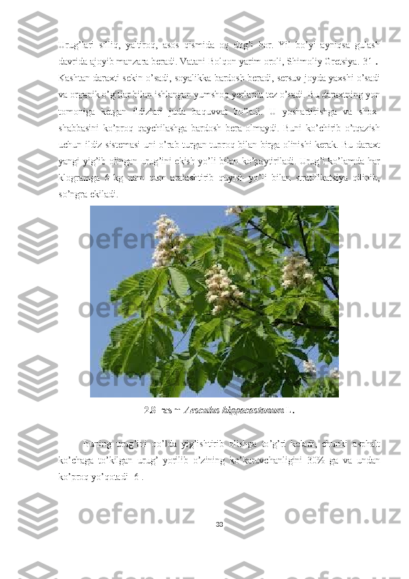 Urug ’ lari   silliq ,   yaltiroq ,   asos   qismida   oq   dog ’ i   bor .   Yil   bo ’ yi   ayniqsa   gulash
davrida   ajoyib   manzara   beradi .  Vatani   Bolqon   yarim   oroli ,  Shimoliy   Gretsiya .[31] .
Kashtan   daraxti   sekin   o ’ sadi ,  soyalikka   bardosh   beradi ,  sersuv   joyda   yaxshi   o ’ sadi
va   organik   o ’ gitlar   bilan   ishlangan   yumshoq   yerlarda   tez   o ’ sadi .  Bu   daraxtning   yon
tomoniga   ketgan   ildizlari   juda   baquvvat   bo ’ ladi .   U   yoshartirishga   va   shox -
shabbasini   ko ’ proq   qaychilashga   bardosh   bera   olmaydi .   Buni   ko ’ chirib   o ’ tqazish
uchun   ildiz   sistemasi   uni   o ’ rab   turgan   tuproq   bilan   birga   olinishi   kerak .   Bu   daraxt
yangi   yig ’ ib   olingan   urug ’ ini   ekish   yo ’ li   bilan   ko ’ paytiriladi .   Urug ’ i   ko ’ lamda   har
klogramga   6   kg   nam   qum   aralashtirib   quyish   yo ’ li   bilan   stratifikatsiya   qilinib ,
so ’ ngra   ekiladi .
2.8- rasm    Aesculus   hippacastanum   L .
Buning   urug ’ ini   qo ’ lda   yig ’ ishtirib   olishga   to ’ g ’ ri   keladi ,   chunki   asphalt
ko ’ chaga   to ’ kilgan   urug ’   yorilib   o ’ zining   ko ’ karuvchanligini   30%   ga   va   undan
ko ’ proq   yo ’ qotadi  [ 6 ] .
33 